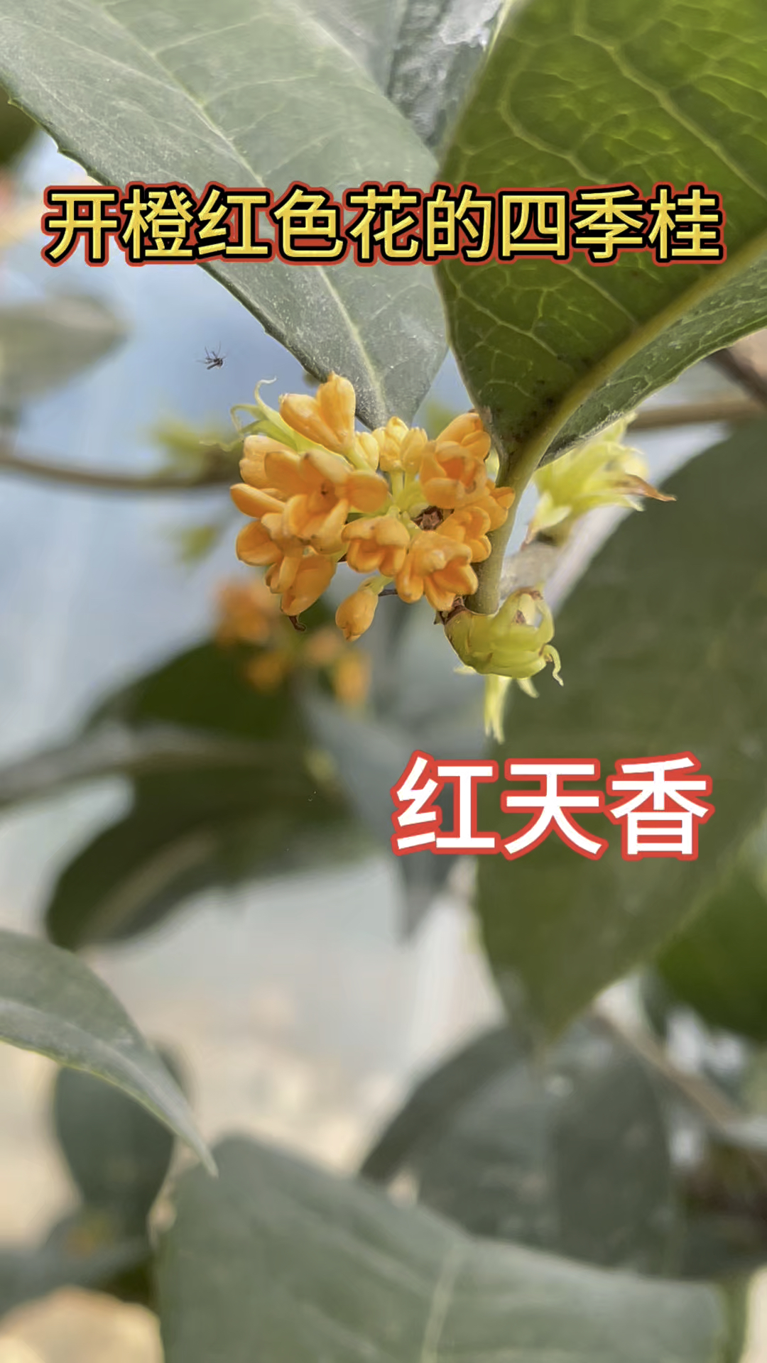 开橙红色花的四季桂,红天香,承包你一个冬天的花香