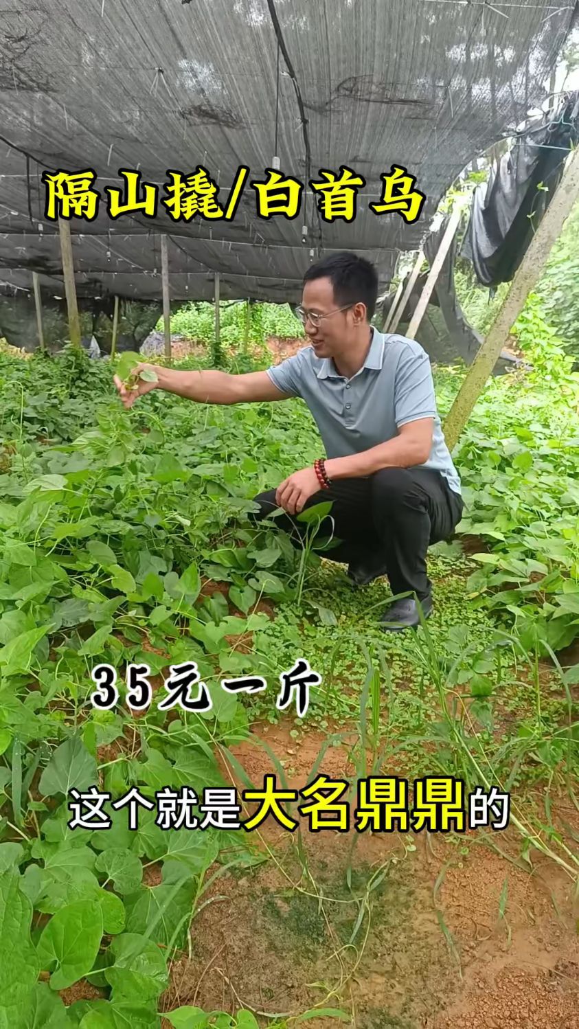 给老公吃了隔山撬,你好他也好,也叫白首乌你家长有这种植物吗?