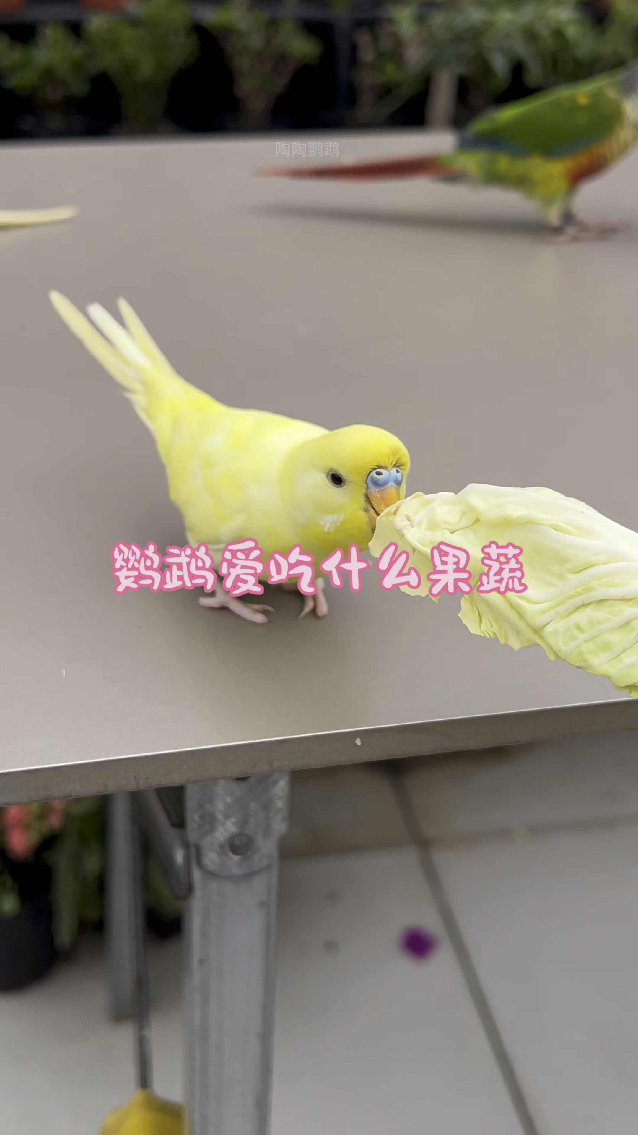 鹦鹉喜欢吃什么果蔬呢