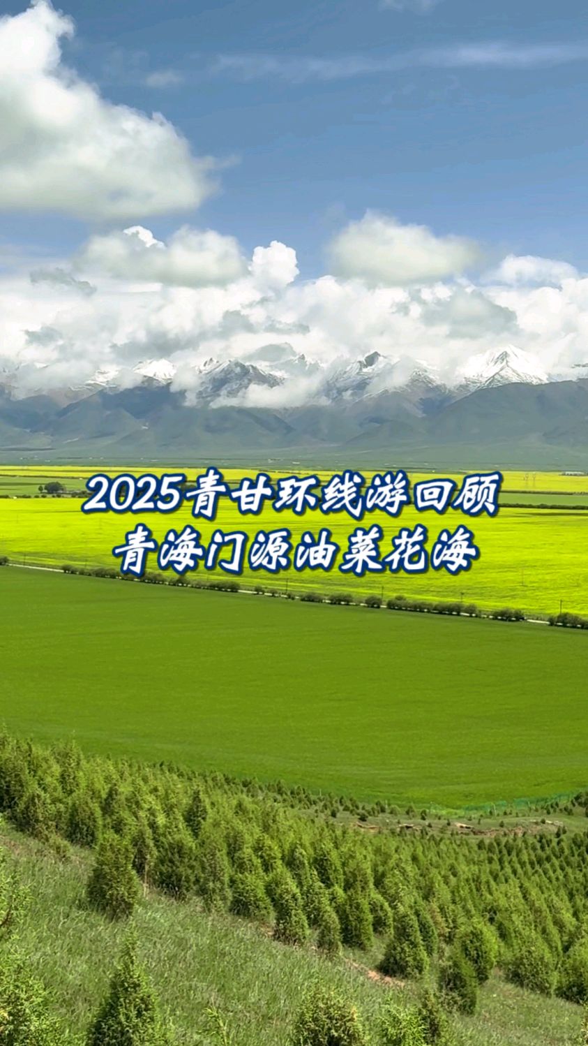 2025年旅行日记|回顾|青甘大环线|2025.7·6青海门源油菜花海