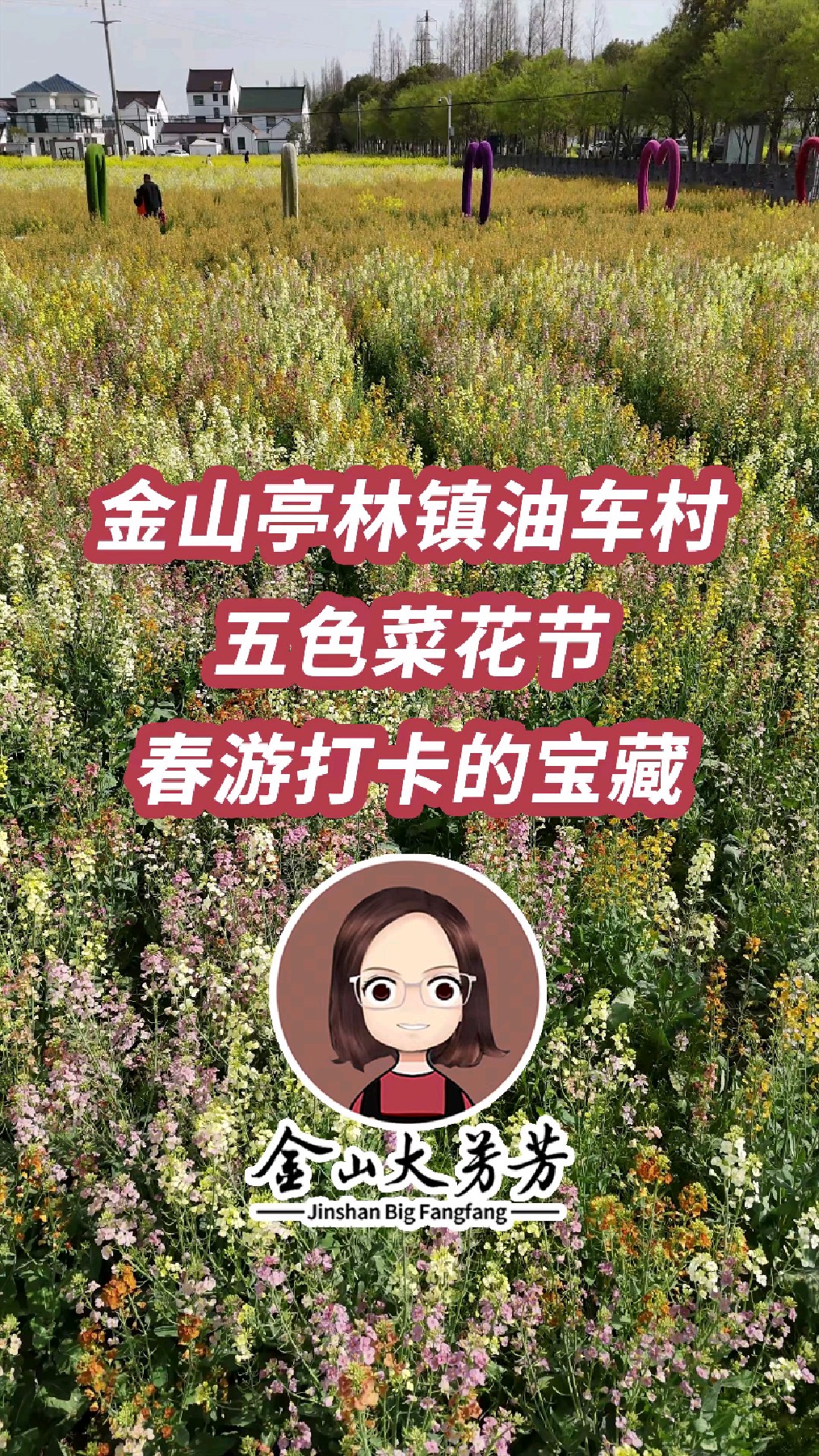 春游宝藏地!金山亭林镇油车村五色菜花节