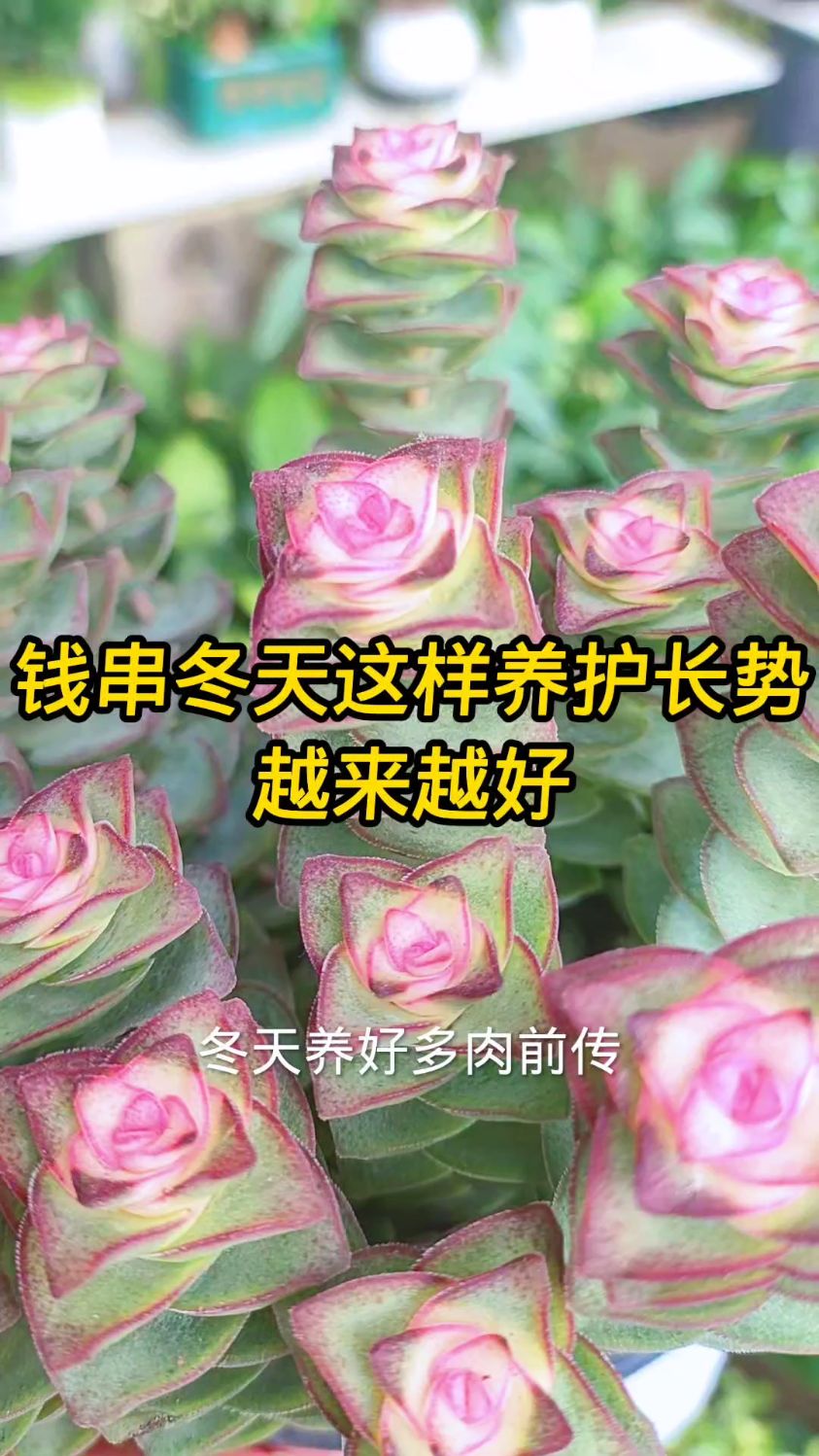 多肉钱串冬天这样养护,长势越来越好
