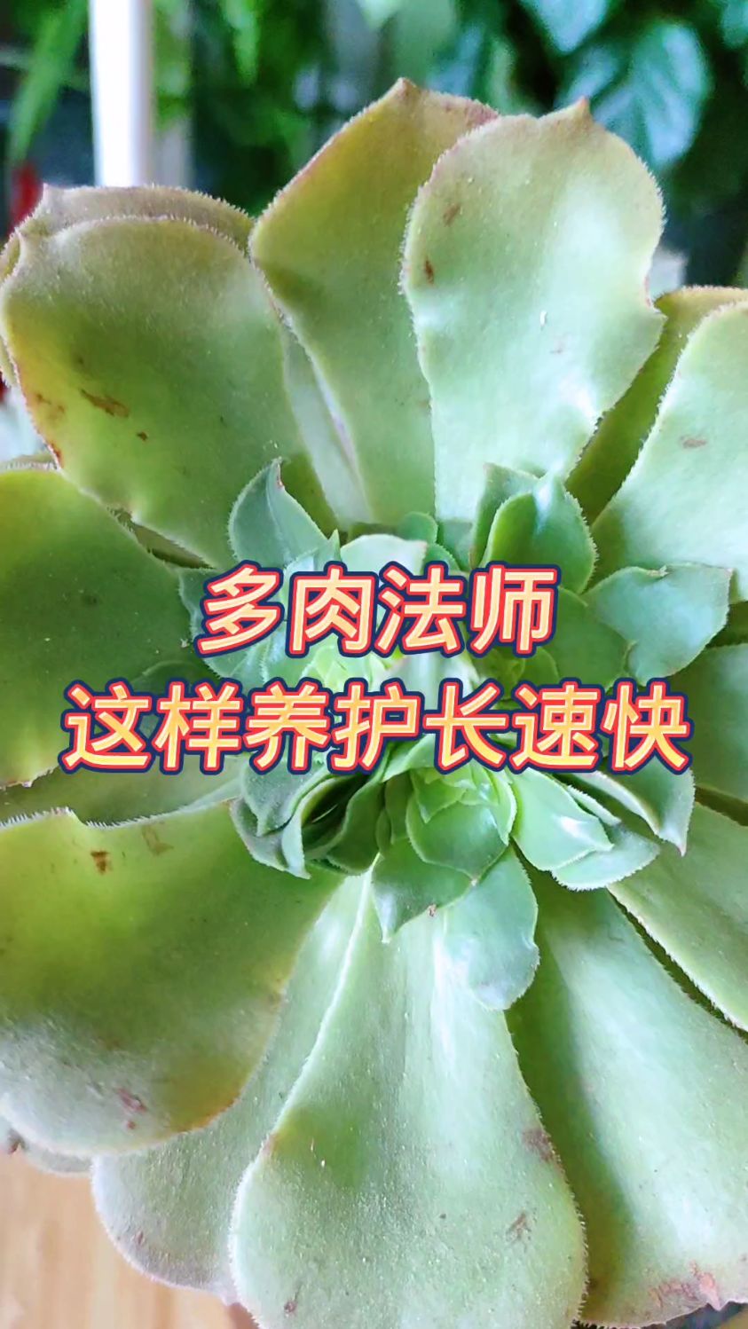 多肉法师这样养护长速快