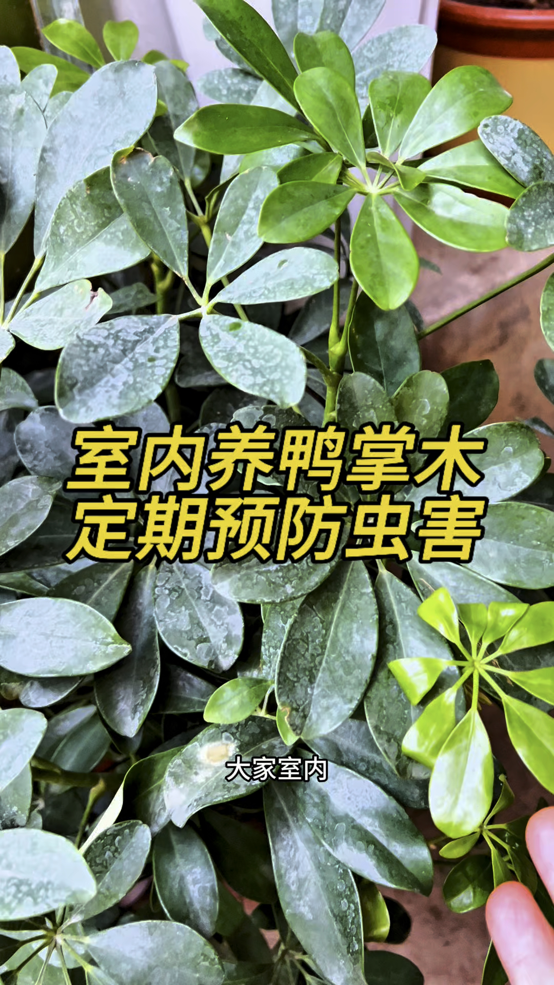 室内养鸭掌木要定期预防虫害