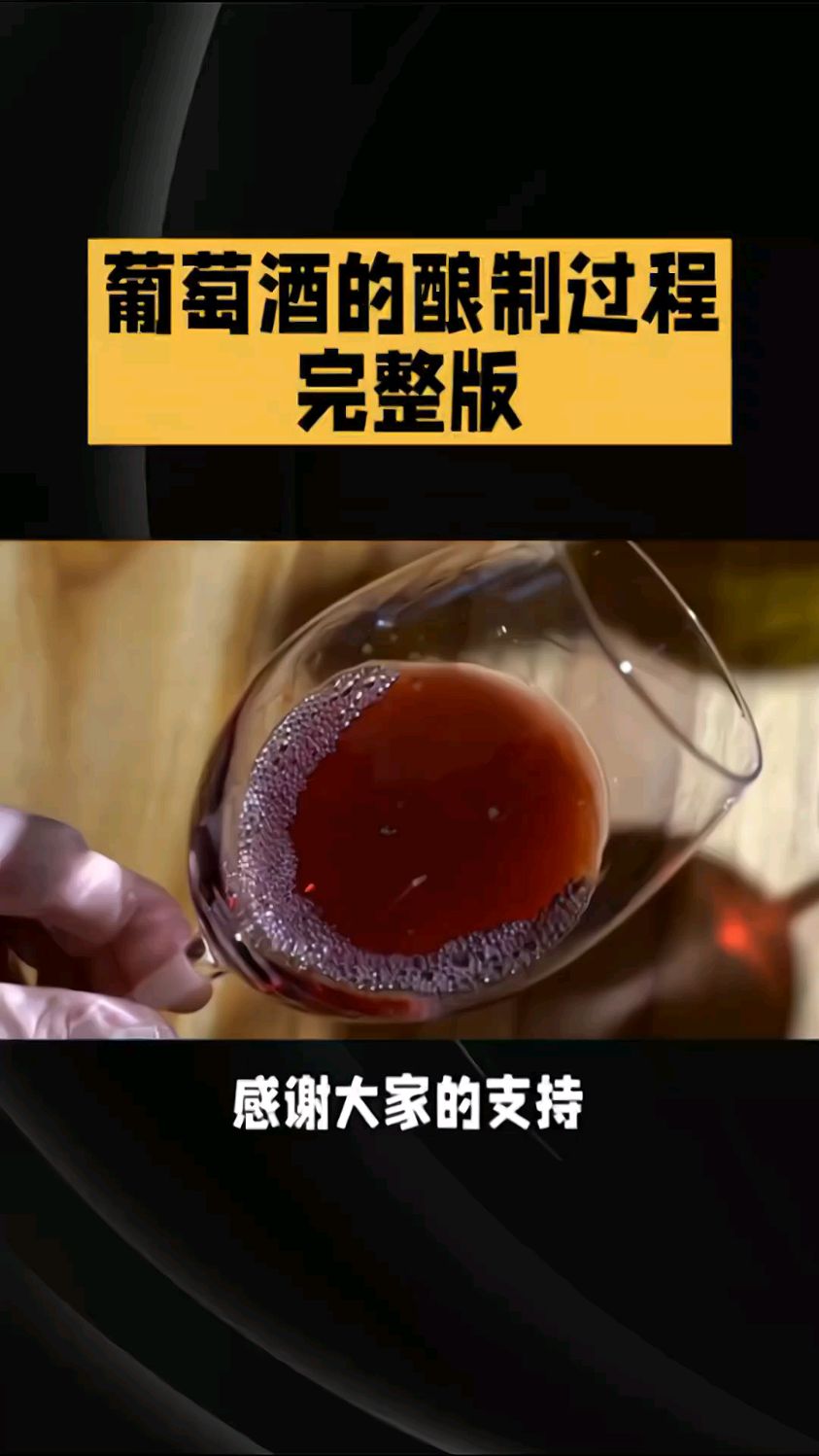 葡萄酒完整版的酿制过程，你能做出来吗？酸甜可口