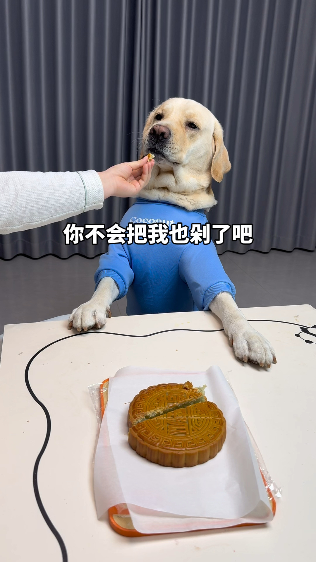 这狗子真敏感!不就是吃个月饼嘛