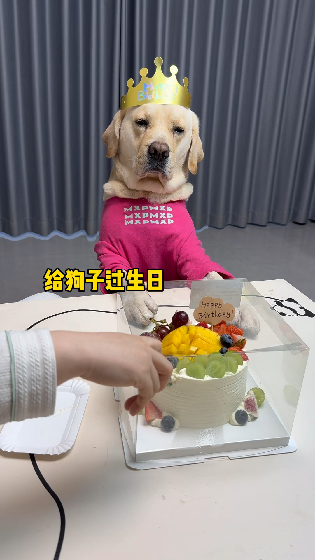 给狗子买个生日蛋糕,不说谢谢就算了、还骂骂咧咧的