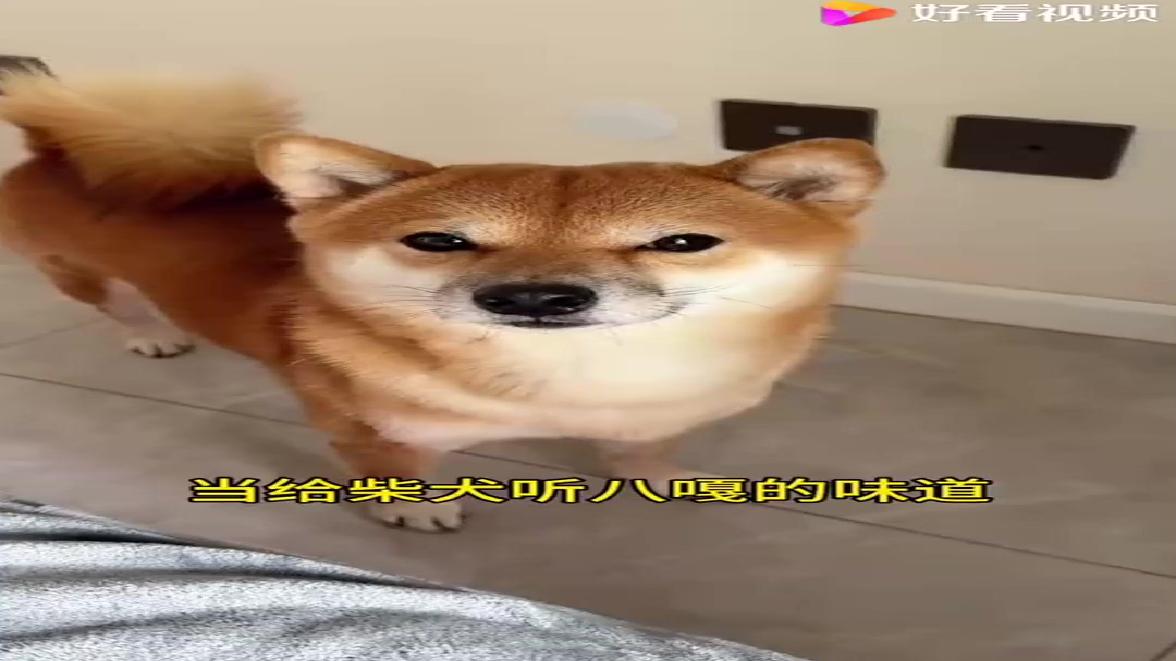 柴犬听到“八嘎”秒变表情包，萌到你心化！