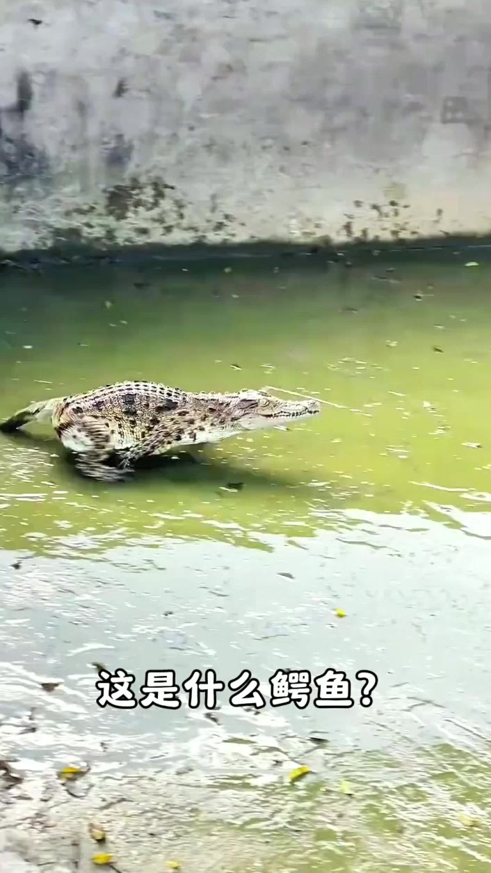 分享13种不同海洋鱼类