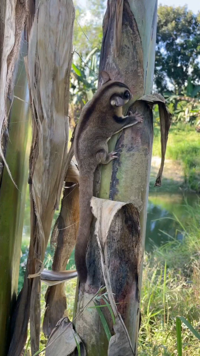 这是什么动物 ，神奇的章鱼树