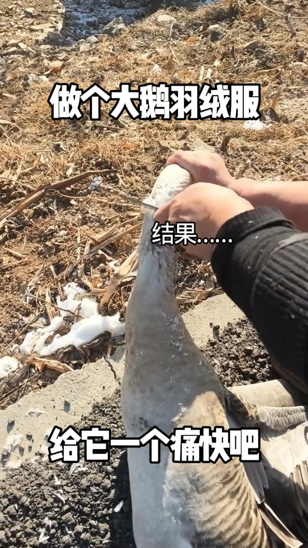 做个大鹅羽绒服，给它个痛快吧，一个小时大鹅没下锅？