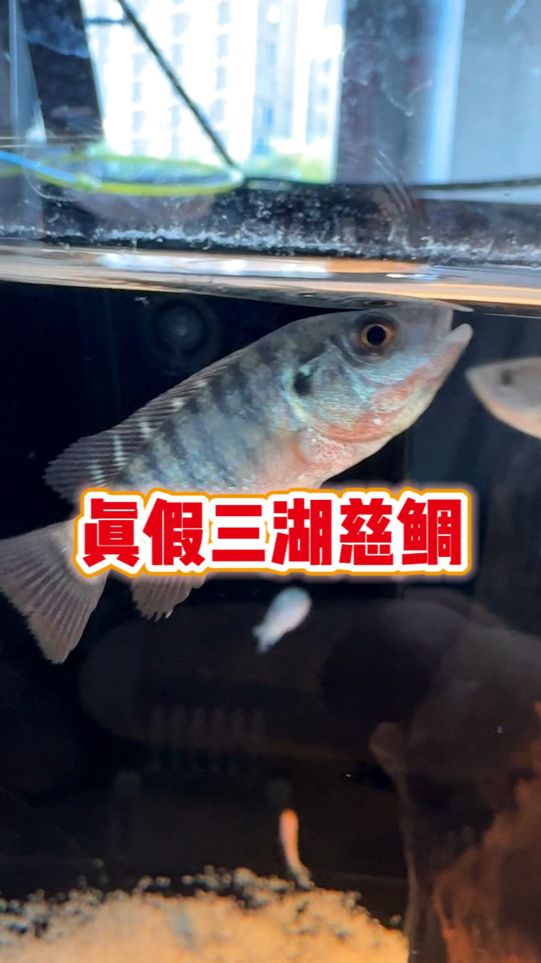 兄弟们你们帮我看看，这包三湖慈鲷是真的假的？