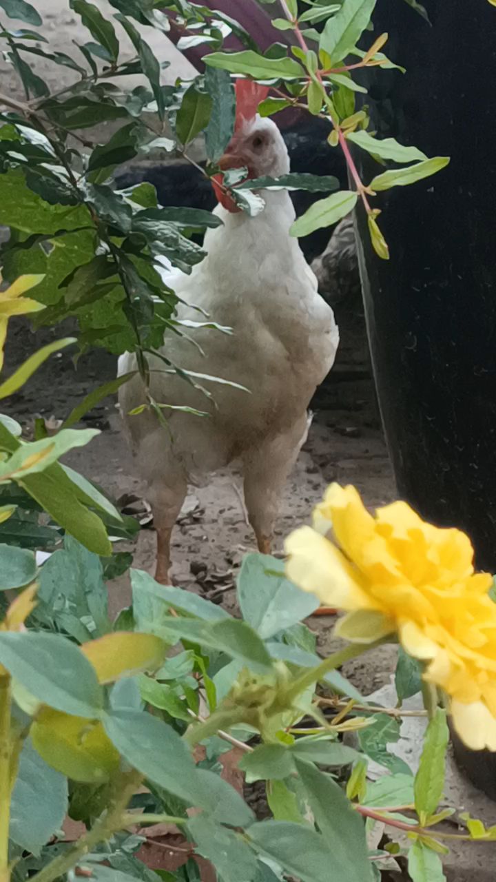 小公鸡不到5点打鸣