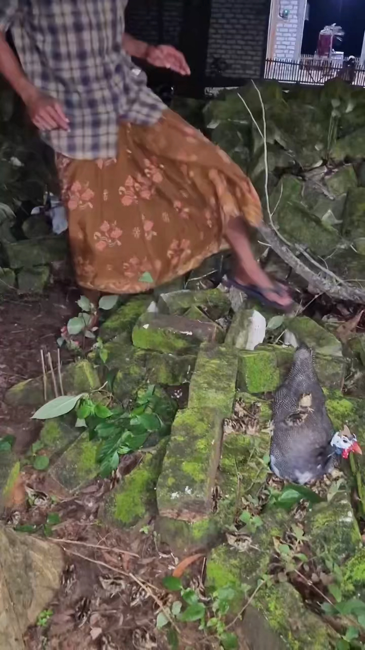 这只珍珠鸡是孵了多少小鸡啊