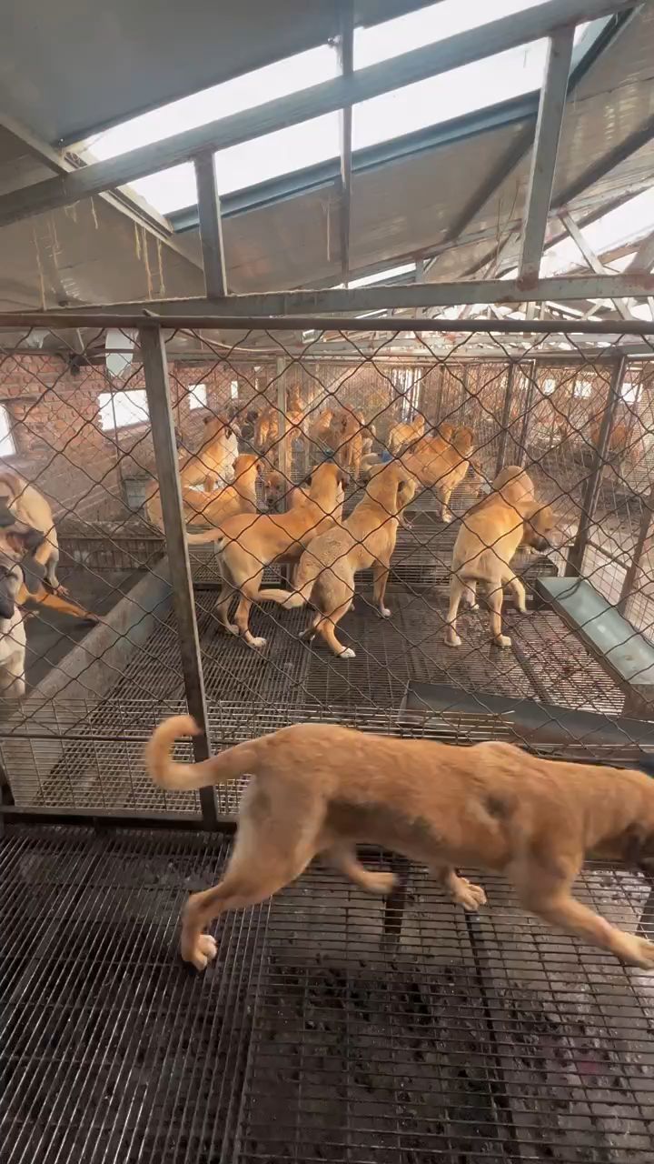 肉食狗养殖狗苗价格