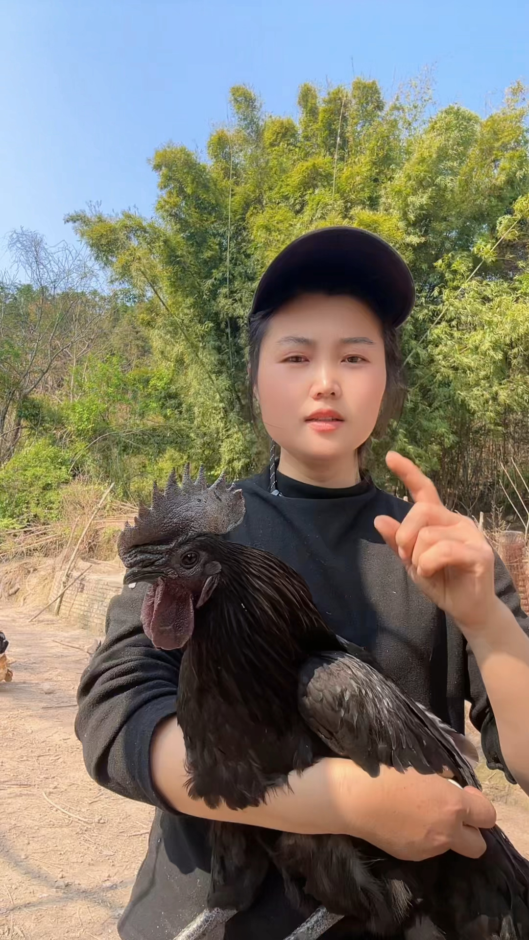 很多人不知道五黑鸡的营养价值,它是一种名贵的中药材!