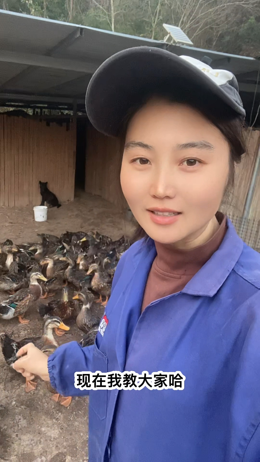 很多人都不认识公鸭，母鸭，在这里我教大家如何区分？