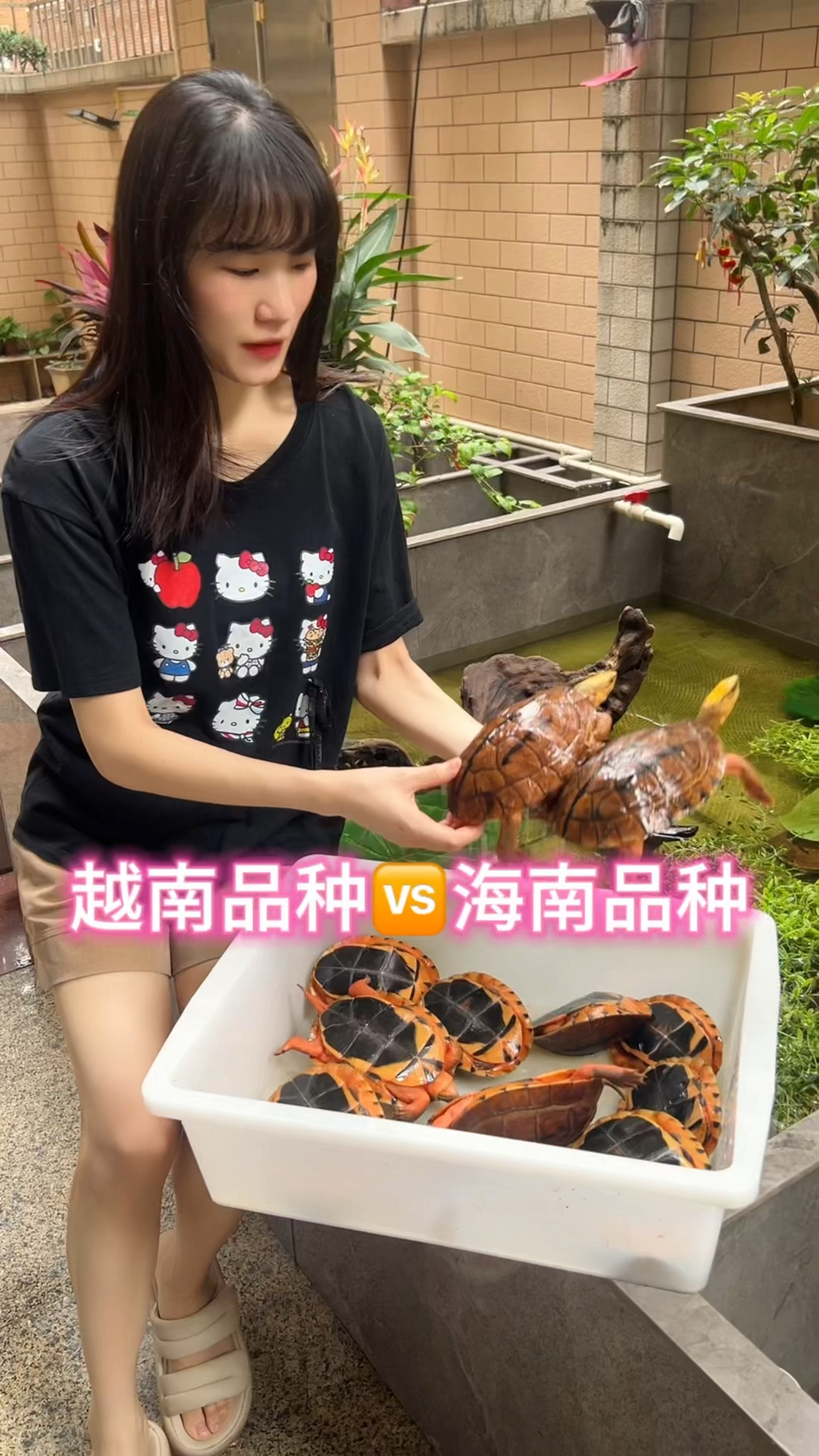 pk 一下你心目中的金钱龟 ,海南品种还是越南品种?#海南金钱龟
