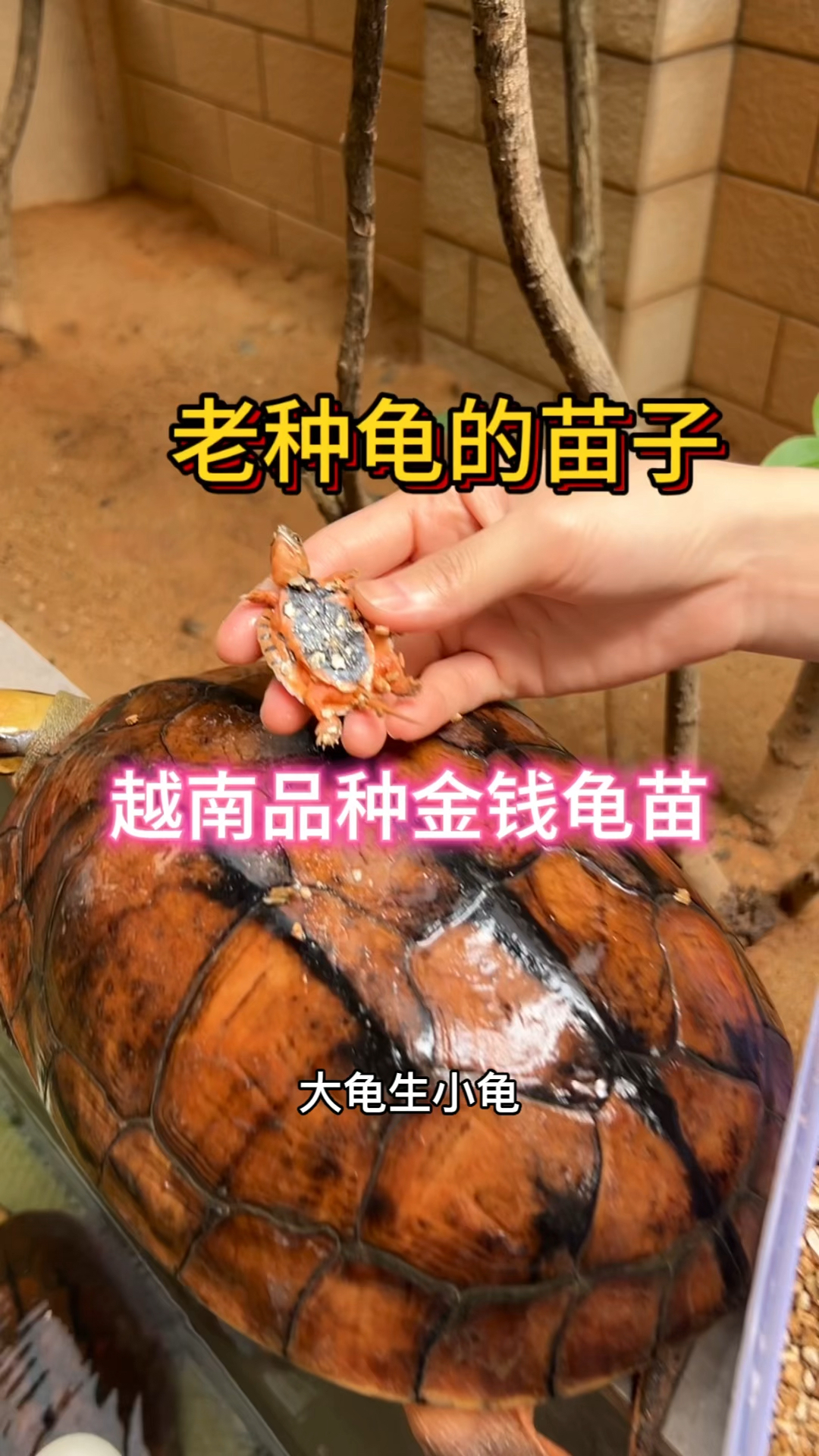 大龟生小龟!越南品种金钱龟头苗大量出壳#养龟人 #金钱龟