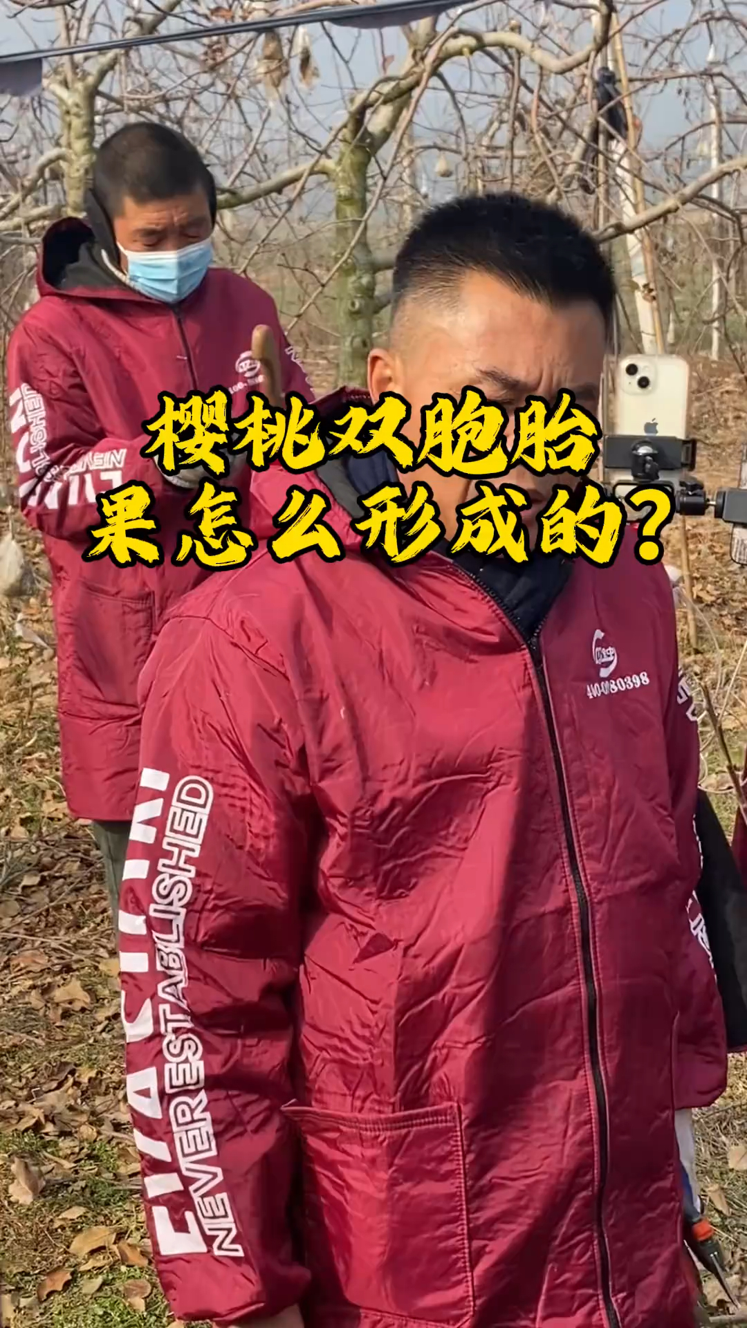 樱桃双胞胎果怎么形成的?