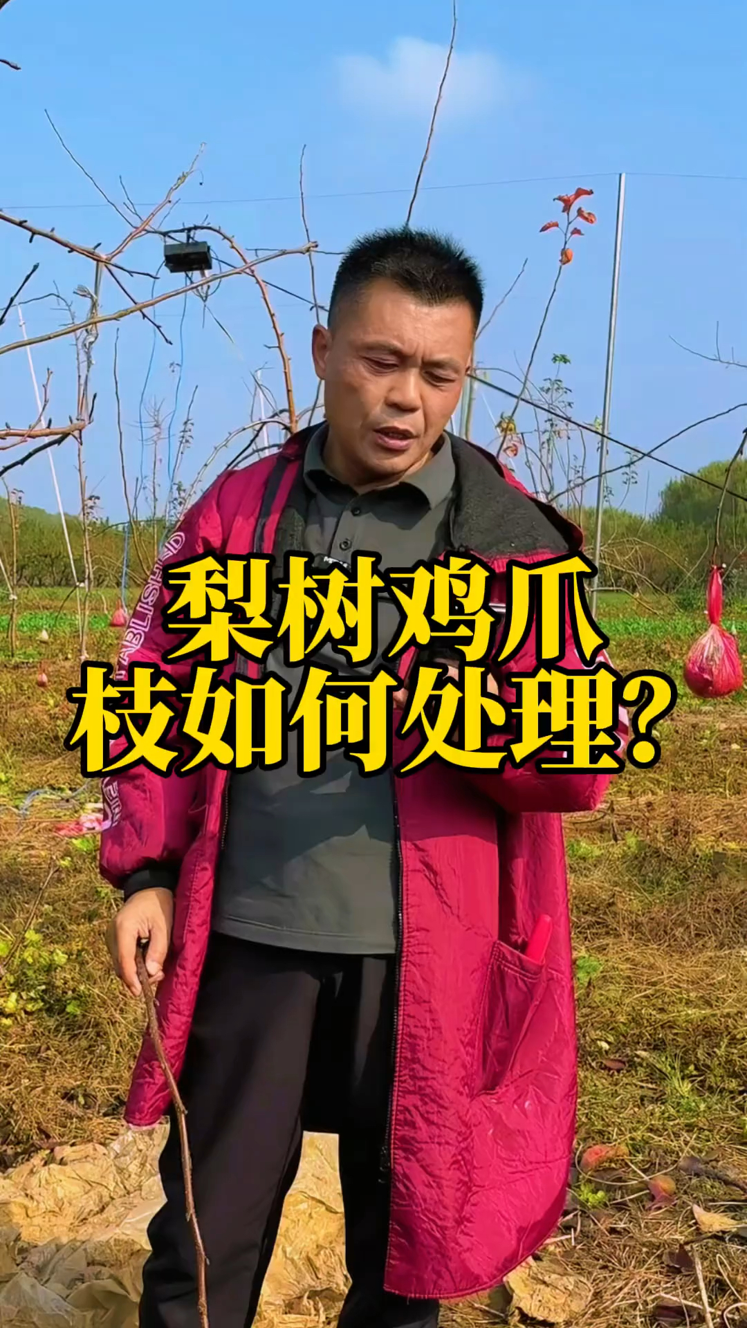 梨树的鸡爪枝如何处理？