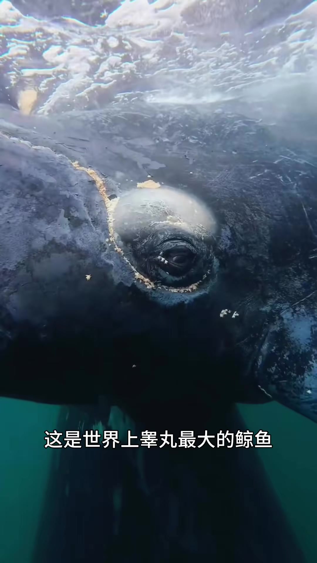 南露脊鲸，睾丸最大的鲸鱼 南露脊鲸的头部覆盖着角质化的皮肤突