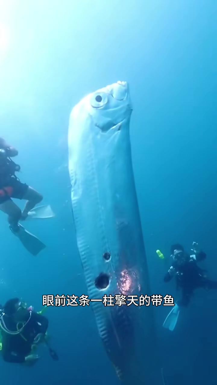 世界上最大的硬骨鱼，皇带鱼 