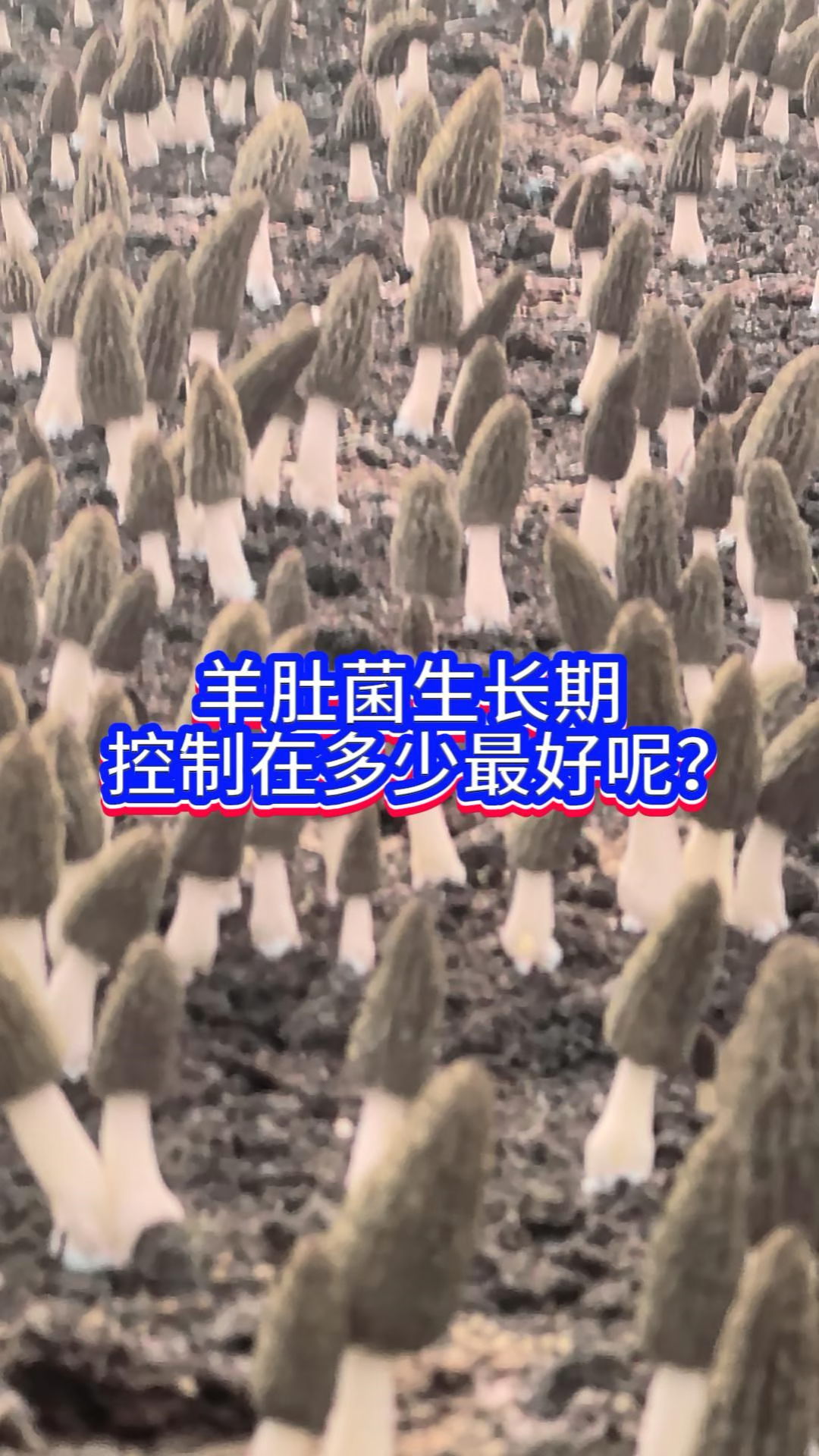 羊肚菌生长期控制在多少最好呢?
