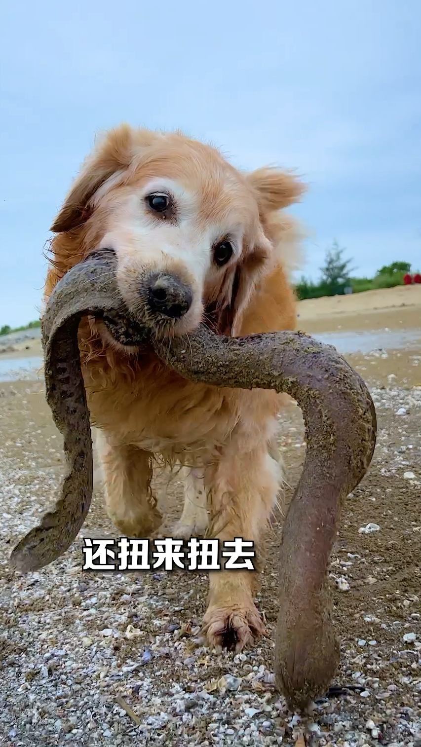 狗狗没事去赶海抓大鳗鱼来玩!