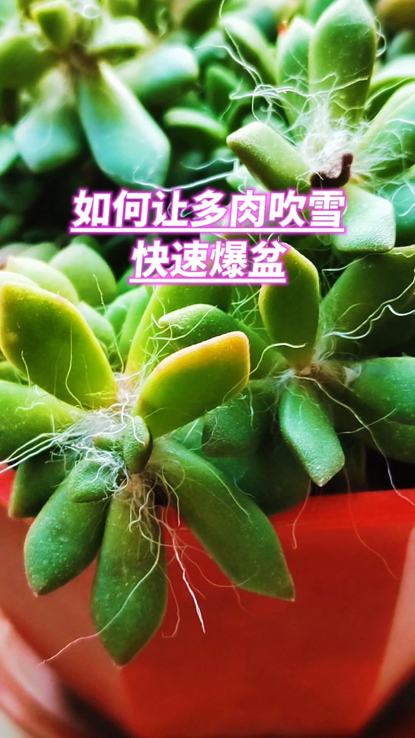 如何让多肉吹雪快速爆盆?