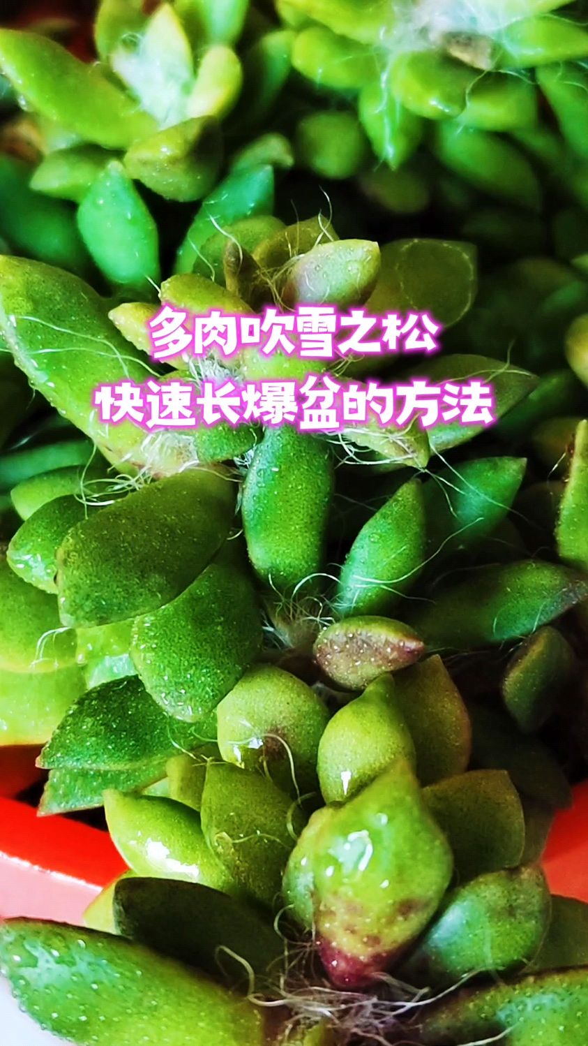 多肉吹雪之松快速长爆盆的方法