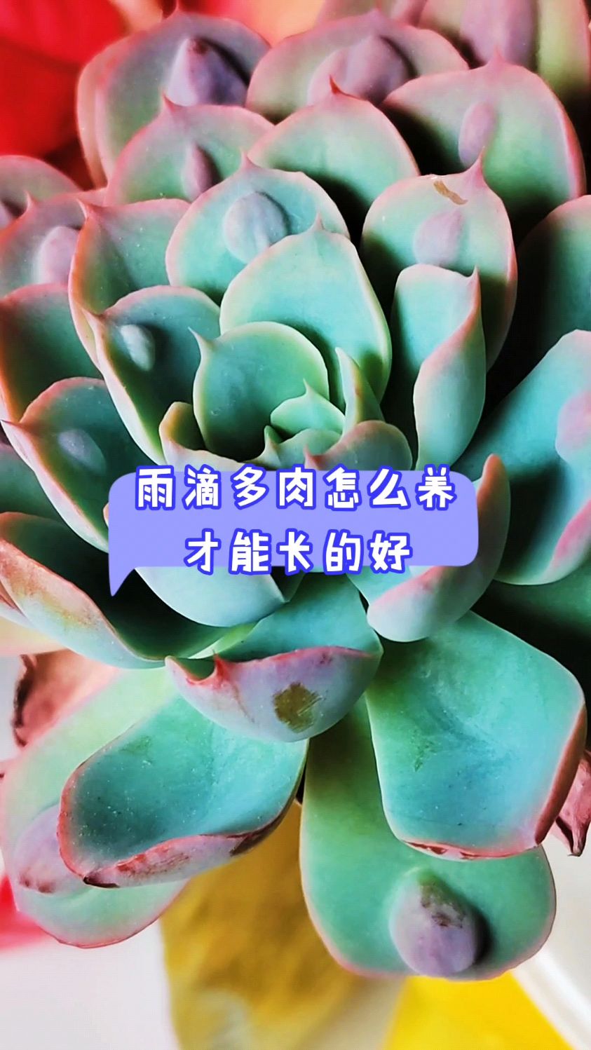 雨滴多肉怎么养,才能长得好?