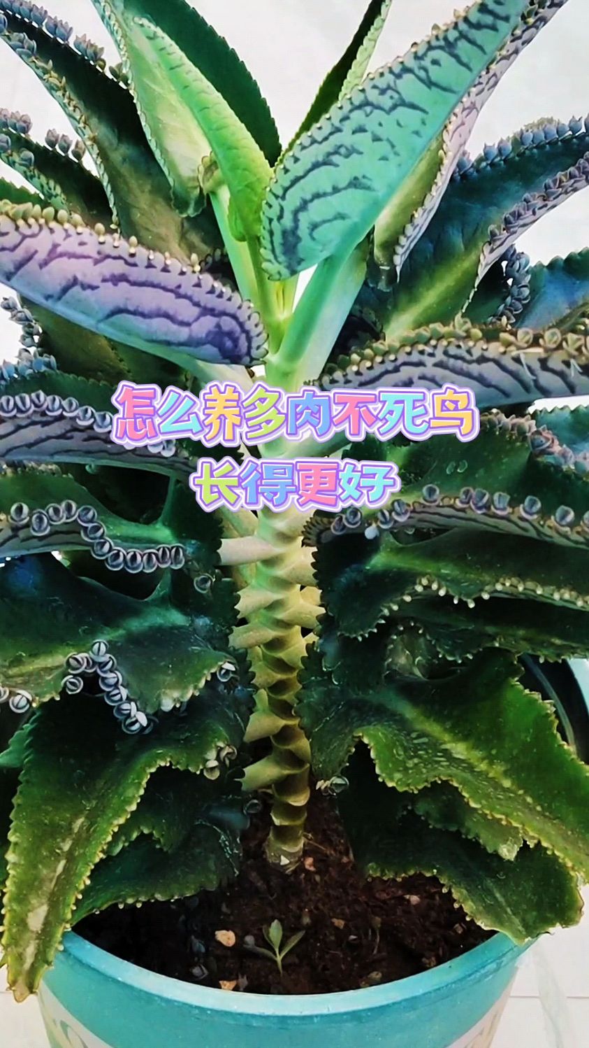 怎么养多肉不死鸟长得更好?