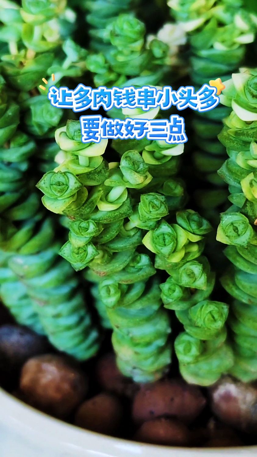 让多肉钱串小头多,要做好三点