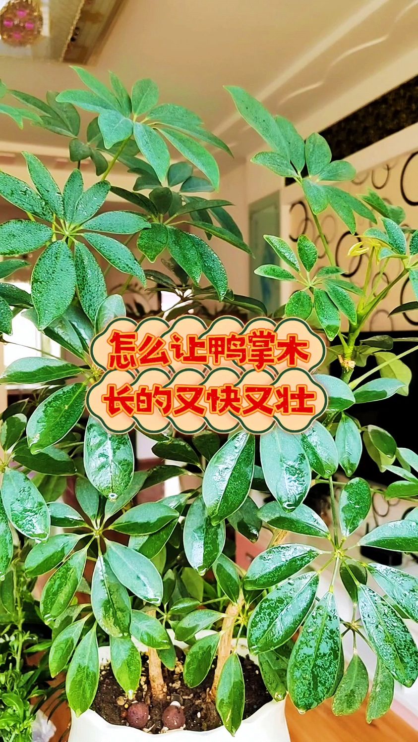 怎么让鸭掌木长得又快又壮?
