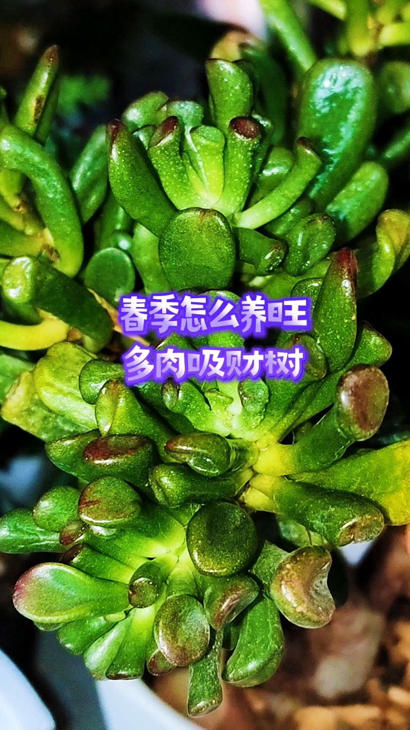 春季怎么养旺多肉吸财树?