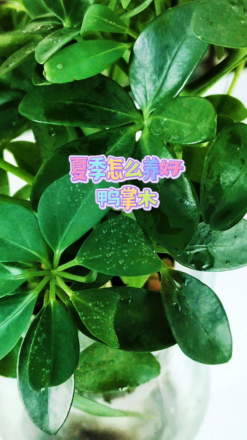 夏季怎么养好鸭掌木?