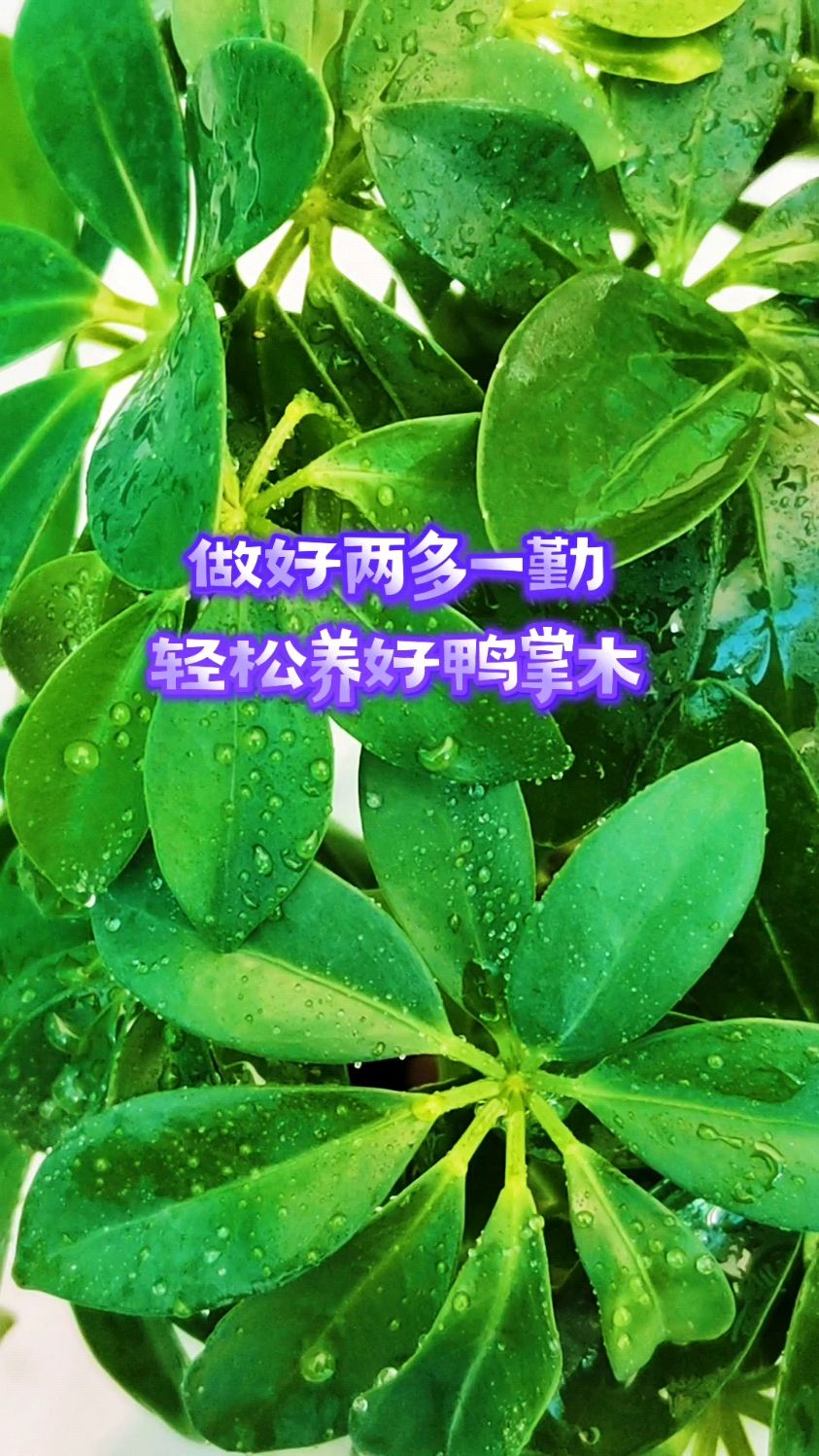 做好两多一勤,轻松养好鸭掌木