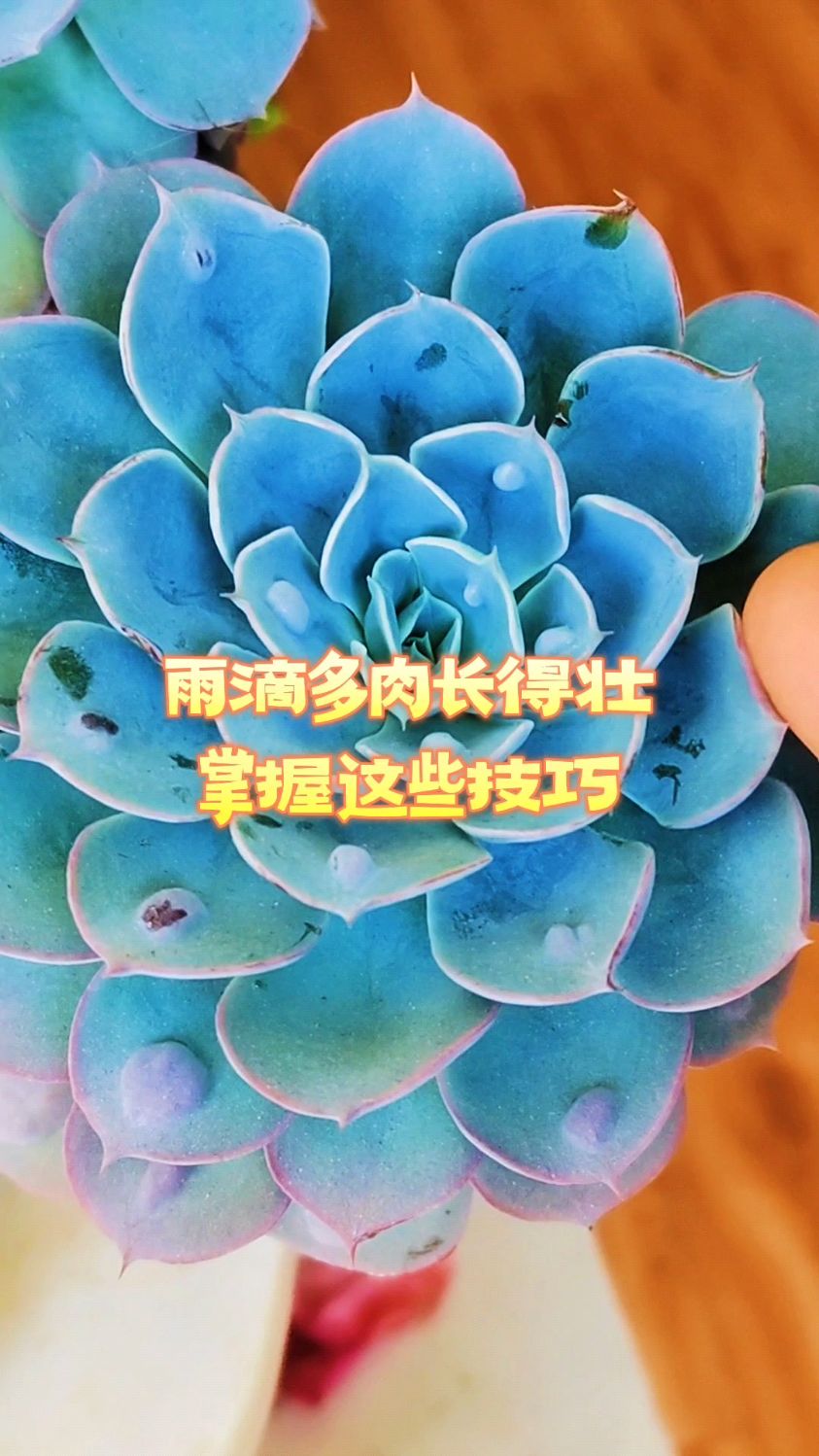 雨滴多肉长得好，掌握这些养护技巧