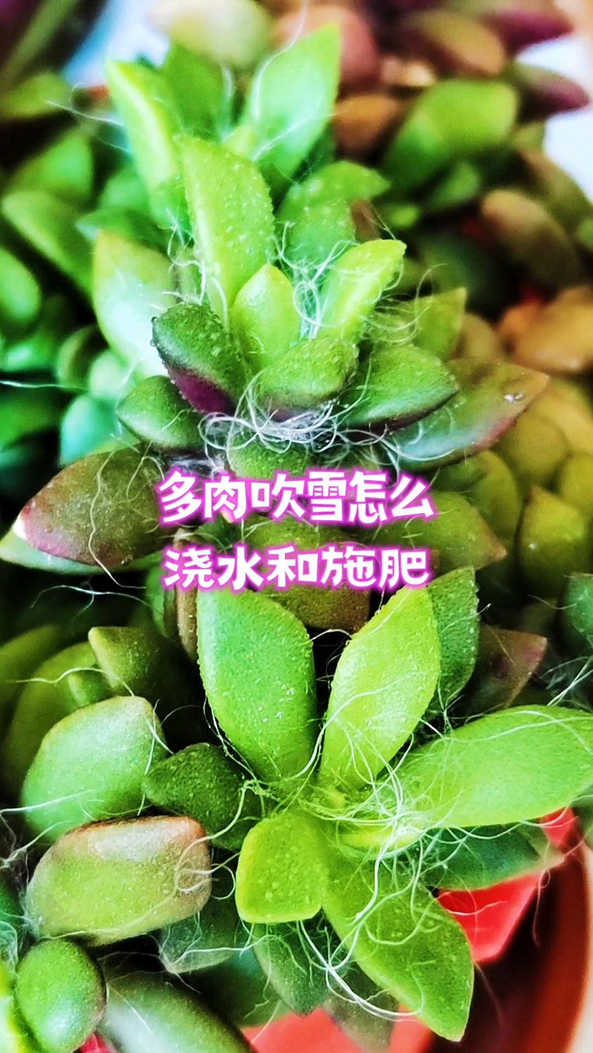 多肉吹雪怎么浇水和施肥长得壮?