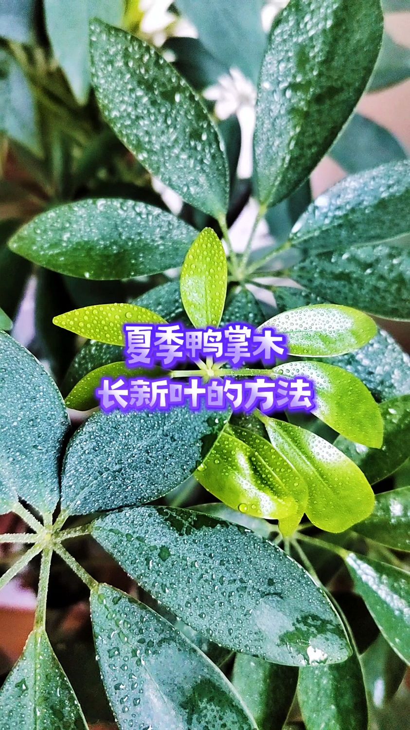 夏季鸭掌木长新叶的方法
