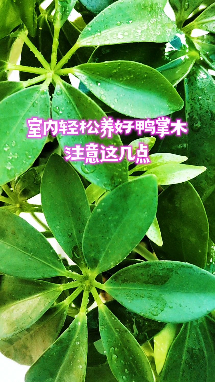 室内轻松养好鸭掌木,注意这几点