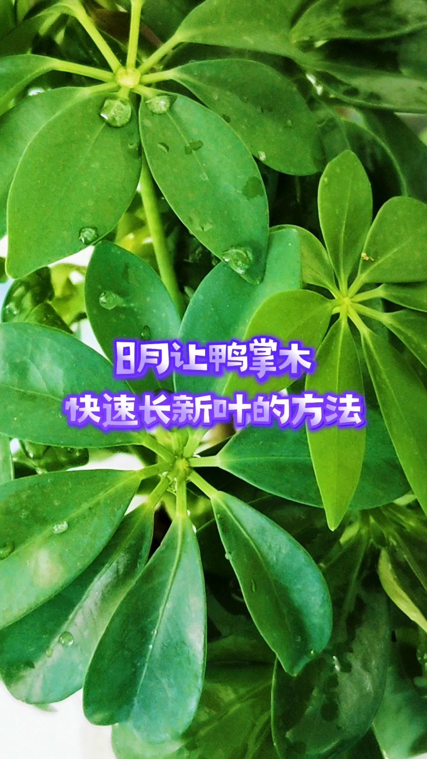 八月让鸭掌木快速长新叶的方法