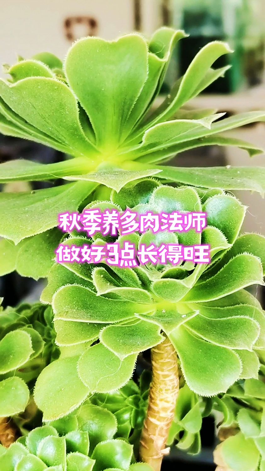 秋季养多肉法师，做好3点长得旺