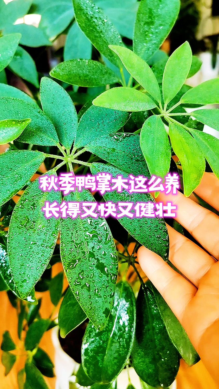 秋季鸭掌木这么养，长得又快又健壮
