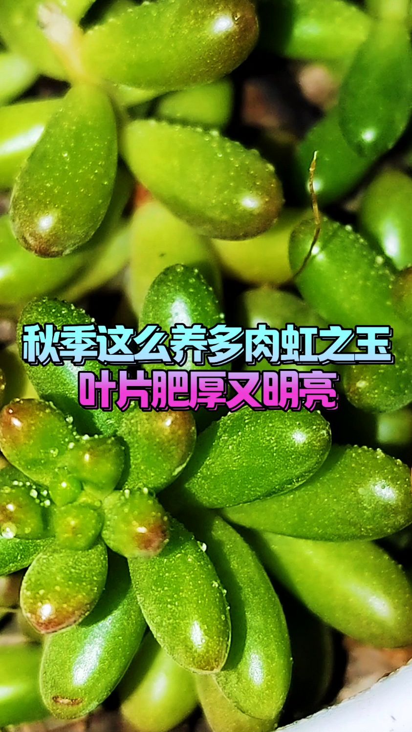 秋季这么养多肉虹之玉,叶片肥厚又明亮