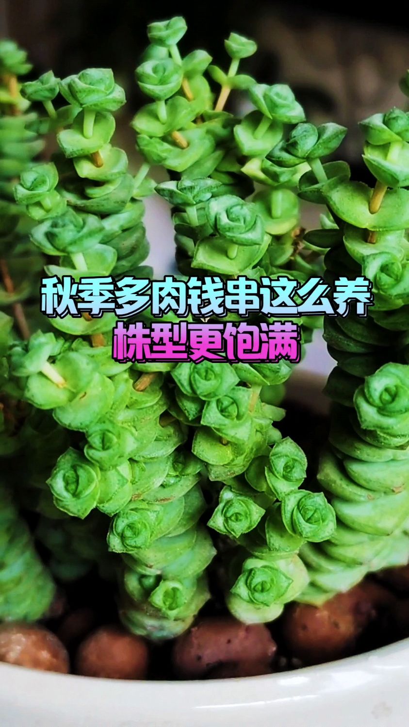 秋季多肉钱串这么养,株型更饱满
