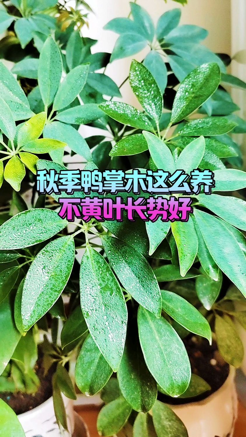 秋季鸭掌木这么养,不黄叶长势好