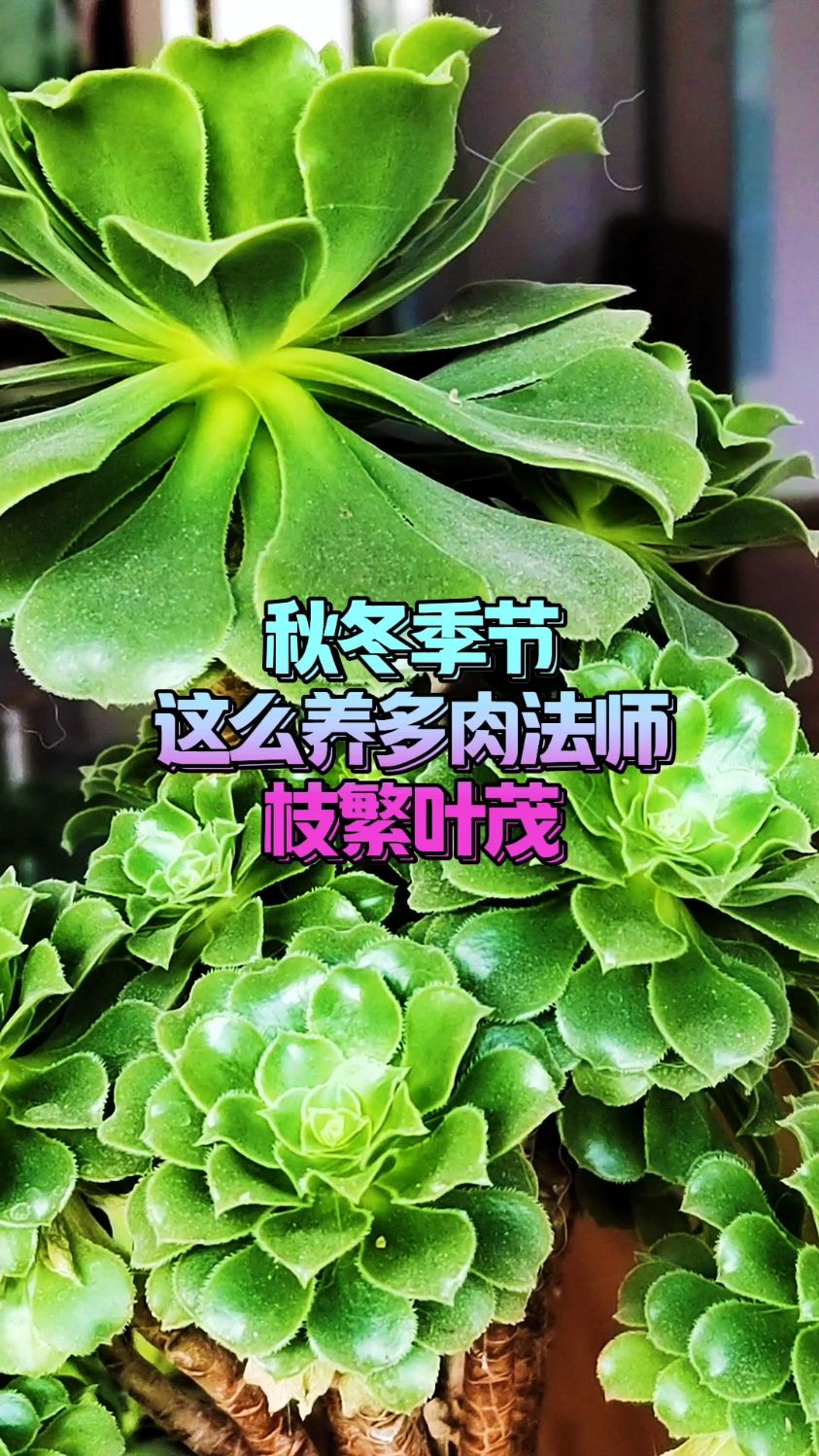 秋冬季节这么养多肉法师,枝繁叶茂