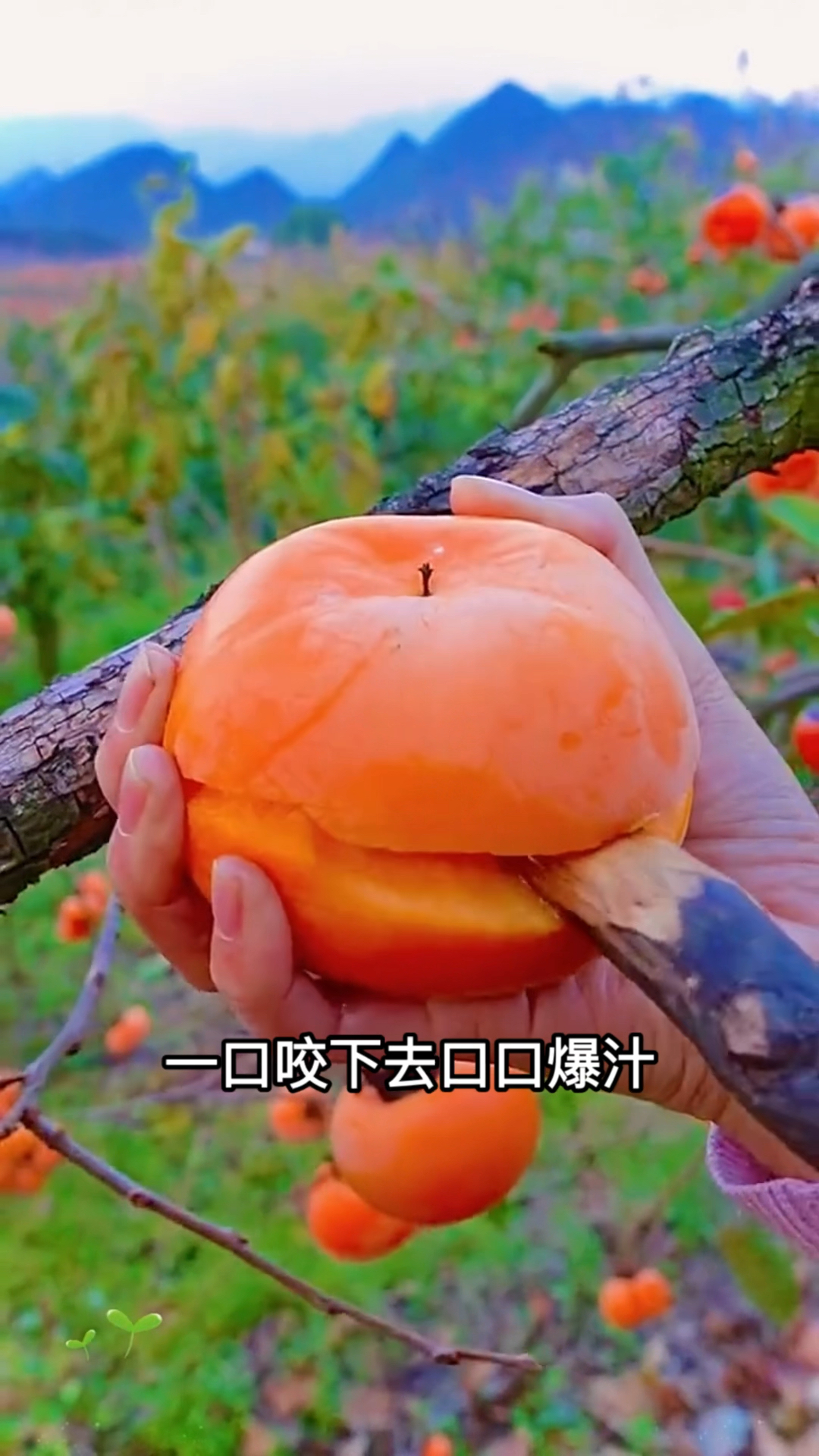 巧克力脆柿子熟了,又脆又甜,不用催熟,削皮直接就可以吃